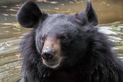 Новосибирский зоопарк решает квартирный вопрос гималайских медведей - novos.mk.ru