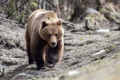 Медведь разгуливает по улицам чукотского Анадыря - interfax-russia.ru - Чукотка - Анадырь - Ситуация