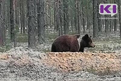 В Корткеросском районе медведь съел собаку на цепи - komiinform.ru