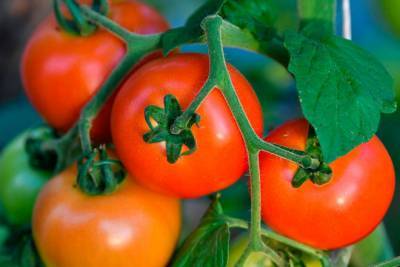 В Украине резко обвалились цены на тепличные помидоры - inform-ua.info - Украина