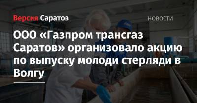 ООО «Газпром трансгаз Саратов» организовало акцию по выпуску молоди стерляди в Волгу - nversia.ru - Россия - Саратовская обл.