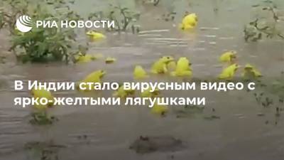В Индии стало вирусным видео с ярко-желтыми лягушками - ria.ru - Австралия - Индия - штат Мадхья-Прадеш