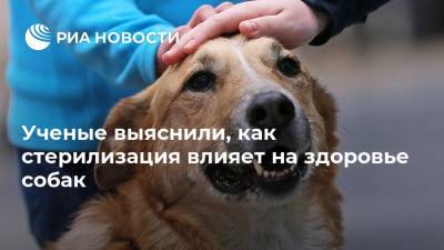 Ученые выяснили, как стерилизация влияет на здоровье собак - ria.ru - США - county Frontier