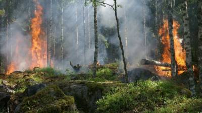 В четырёх районах Воронежской области объявили высочайший класс пожарной опасности - vestivrn.ru - Воронежская обл. - Павловск