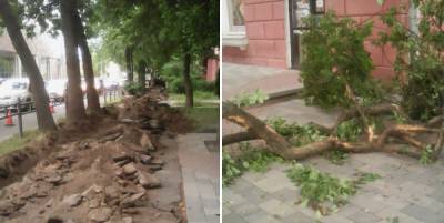 «Какая же мерзость». Дорожные рабочие изувечили яблони в центре Петрозаводска - gubdaily.ru - Карелия - Петрозаводск
