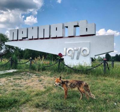 Экологическая катастрофа внесла коррективы: как сегодня выглядит город-призрак Чернобыль, впечатляющие кадры - kiev.politeka.net
