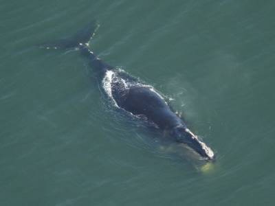 Северные гладкие киты признаны находящимися на грани исчезновения - polit.ru - Россия