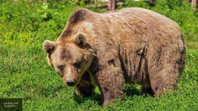Гималайский медведь чуть не растерзал пасечника в Приморье - newinform.com - Приморье край - Нападение