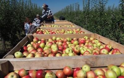 В Украине обвалилось производство сельхозпродукции - korrespondent.net - Украина