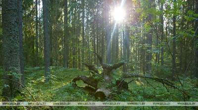 В Городокском районе нашли потерявшегося в лесу 59-летнего мужчину - belta.by - Минск - район Городокский