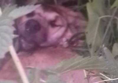 Полиция нашла догхантера, застрелившего собаку и щенков под Рязанью - ya62.ru - Рязань - район Рязанский