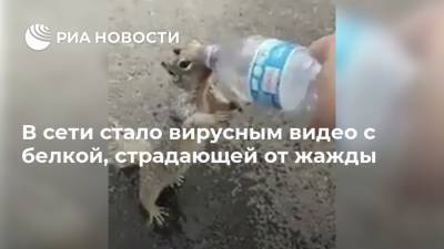 В сети стало вирусным видео с белкой, страдающей от жажды - ria.ru - Индия