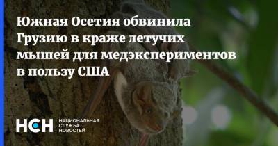 Южная Осетия обвинила Грузию в краже летучих мышей для медэкспериментов в пользу США - nsn.fm - США - Грузия - респ. Южная Осетия - Южная Осетия