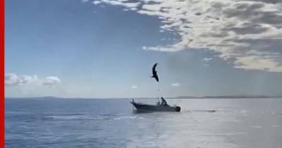Австралия - Прыгающая акула едва не приземлилась на лодку с людьми - profile.ru