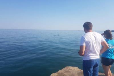 На одесском пляже застряли шесть дельфинов - vkcyprus.com - Одесса
