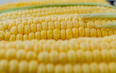 Что происходит с организмом, когда мы едим кукурузу? - ru.armeniasputnik.am
