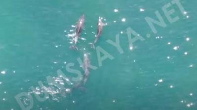 У побережья Одессы семья дельфинов застряла между волнорезами - ru.espreso.tv - Одесса - Новости Одессы
