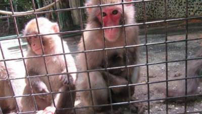 Бэби-бум в Николаевском зоопарке - малыши появились у приматов, копытных, диких кошек и змей - ru.espreso.tv - Николаев