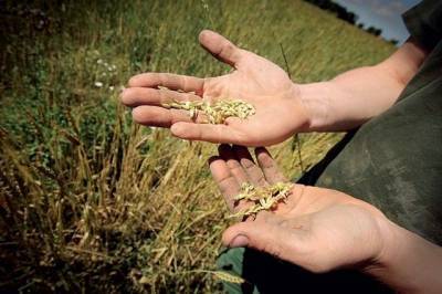 National Interest: Россия может превратить экспорт пшеницы в оружие - aif.ru - Россия