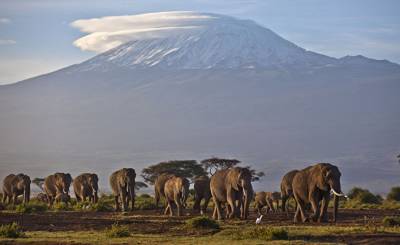 The Guardian (Великобритания): в Африке за месяц загадочно умерли сотни слонов - inosmi.ru - Англия - Ботсвана
