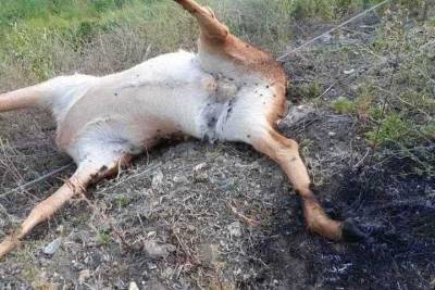 В лесах Бурятии убило током косулю - ulan.mk.ru - респ.Бурятия - район Прибайкальский