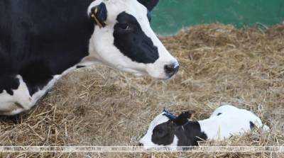 Молочно-товарный комплекс на 1,5 тыс. голов скота откроют в Пинском районе - belta.by - район Пинский