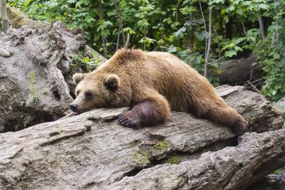 Медведь напал на домашний скот в Мариинском районе - gazeta.a42.ru - Кемерово - район Мариинский