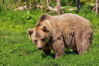 На Камчатке медведь напал на рыбака, мужчина госпитализирован в больницу - argumenti.ru - Нападение