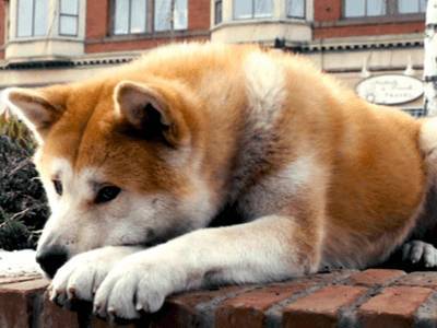 Любимые фильмы о собаках назвали россияне - live24.ru - Москва