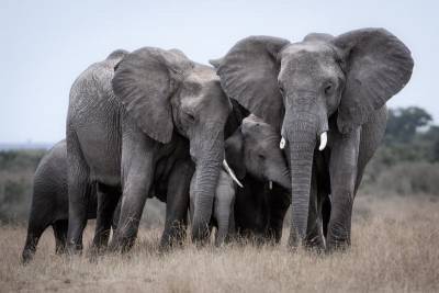 В Африке зафиксировали массовую гибель слонов - Cursorinfo: главные новости Израиля - cursorinfo.co.il - Англия - Израиль - Ботсвана