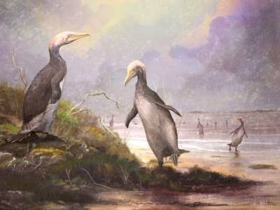 Птицы, жившие 30 млн лет назад в северном полушарии, были похожи на гигантских пингвинов - polit.ru - Вашингтон - Англия - Колумбия - Япония - Новая Зеландия - шт. Калифорния - штат Орегон