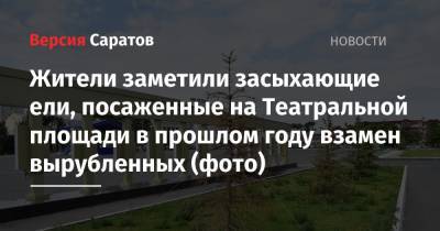 Жители заметили засыхающие ели, посаженные на Театральной площади в прошлом году взамен вырубленных (фото) - nversia.ru - Саратов
