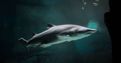 Зубатые глаза: ученые обнаружили у акул странный защитный слой глазного яблока - tsn.ua - Япония