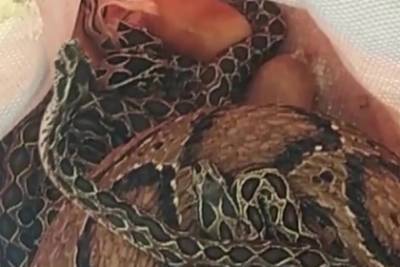 Смертоносная гадюка забралась в ванную комнату к мужчине и родила 35 змеенышей - lenta.ru - India