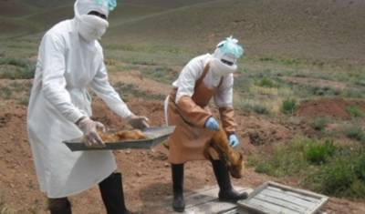 В граничащих с Россией районах Монголии ввели карантин из-за вспышки бубонной чумы - newizv.ru - Монголия - район Россией