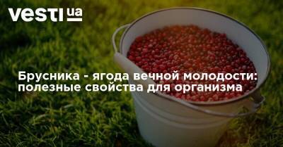 Брусника - ягода вечной молодости: полезные свойства для организма - vesti.ua