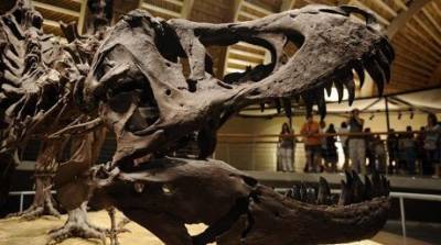 Ученые установили причину вымирания динозавров - enovosty.com