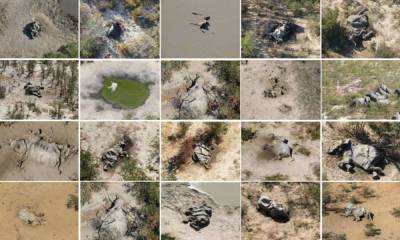 В Африке по неизвестной причине погибли сотни слонов - 24news.com.ua - Ботсвана