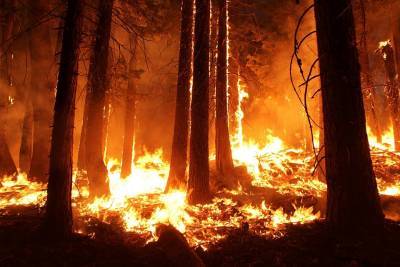 Названа причина множества лесных пожаров в Башкирии - news102.ru - Башкирия - район Учалинский