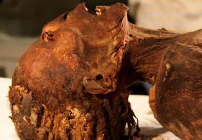 Захи Хавасс - Археологи раскрыли загадку «мумии кричащей женщины» (фото) - facenews.ua - Каир