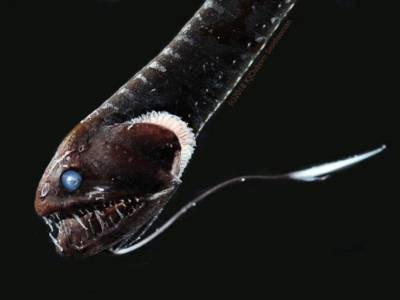 На дне Мексиканского залива живут самые черные рыбы - polit.ru - Лондон - county Bay
