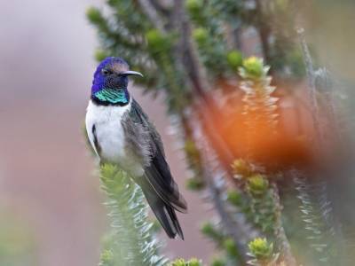 Песни эквадорского колибри не слышны большинству других птиц - polit.ru - США - Колумбия - Эквадор