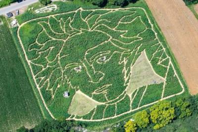 Видео дня: В Германии создали гигантский портрет Бетховена на поле подсолнухов - vkcyprus.com - Львов - Германия