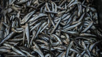Около пяти тонн сомнительной рыбы нашли на предприятии в Крыму - crimea.ria.ru - Россия - Крым - Симферополь - район Черноморский