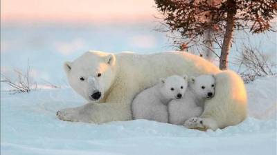 Белые медведи могут вымереть до 2100 года, - климатологи - ru.espreso.tv