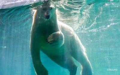 Ученые назвали вероятный год исчезновения белых медведей - korrespondent.net