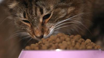 Роскачество выявило лучшие сухие корма для кошек - iz.ru - Израиль - county Hill