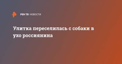 Улитка переселилась с собаки в ухо россиянина - ren.tv - Россия - Тюменская обл. - Калуга - Ишим