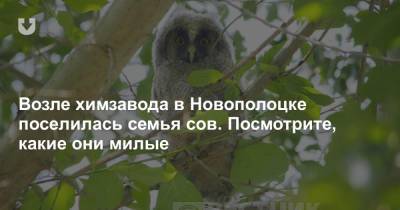Возле химзавода в Новополоцке поселилась семья сов. Посмотрите, какие они милые - news.tut.by