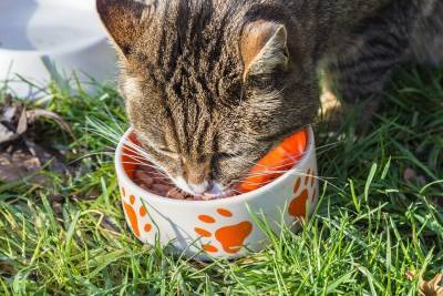 Роскачество назвало лучшие сухие корма для кошек - vm.ru - county Hill
